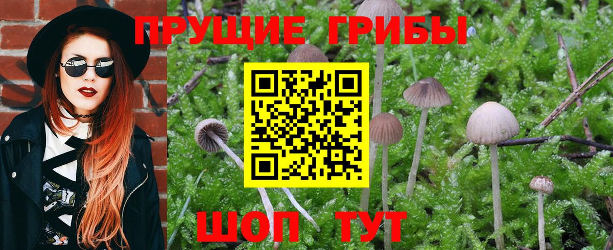 Псилоцибиновые грибы Psilocybe  Галлюциногенные грибы мухоморы  Михайловка  Вход с VPN 